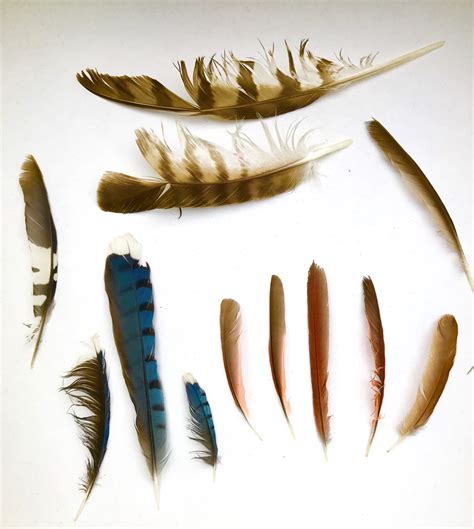 buy chicken feathers|where to buy bird feathers.